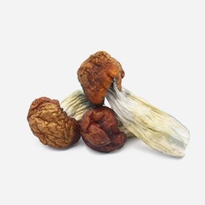 Blue Pulaski Mushrooms