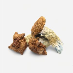 King Kong Magic Mushrooms